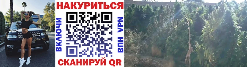 наркотики Малмыж ссылка на мегу вход Марихуана сатива